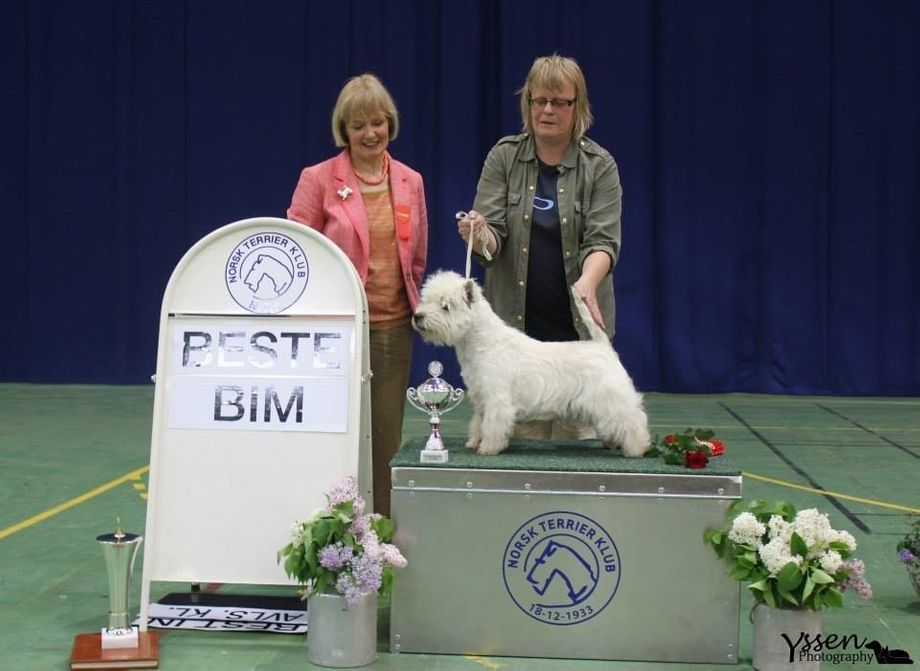 INT NORD DK UCH NV-06 NVV-12-13 WENRICK'S SANTANA ble Beste BIM hund på Terrierspesialen 2013. Dommer var Mrs Modwena Johnston, Irland.